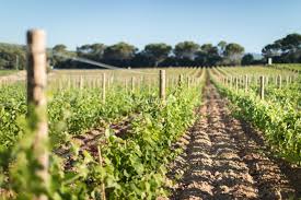 Les vignes du Var